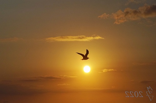 Sonnenuntergang mit Möwe