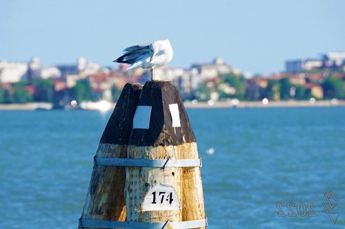 Möwe in der Lagune vor Venedig