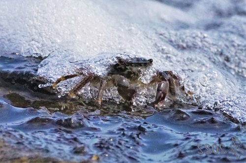 Krabbe in der Gischt