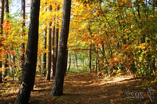 Herbstlaub Dechsendorfer Weiher