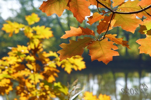 Herbstlaub Dechsendorfer Weiher