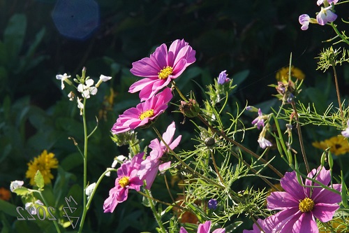 Herbstblüher