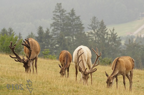 Hirsche im Bayerischen Wald