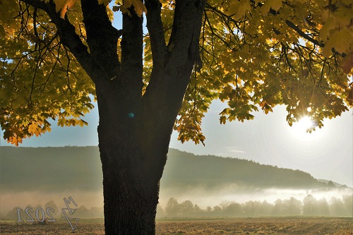 Herbstlaub bei Ebermannstadt